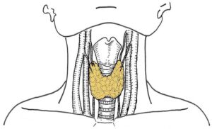 甲状腺は頸部の喉仏（のどぼとけ）のすぐ下にある蝶のような形の10グラム程度の小さい臓器です